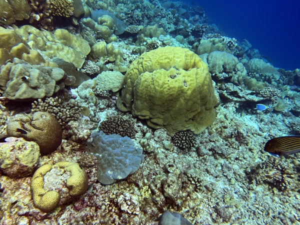 Maldives Feb22 1218.jpg