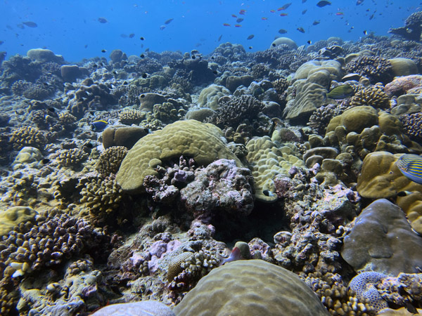 Maldives Feb22 1219.jpg