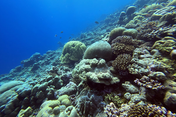 Maldives Feb22 1222.jpg