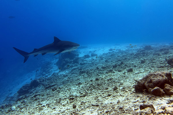 Maldives Feb22 1369.jpg