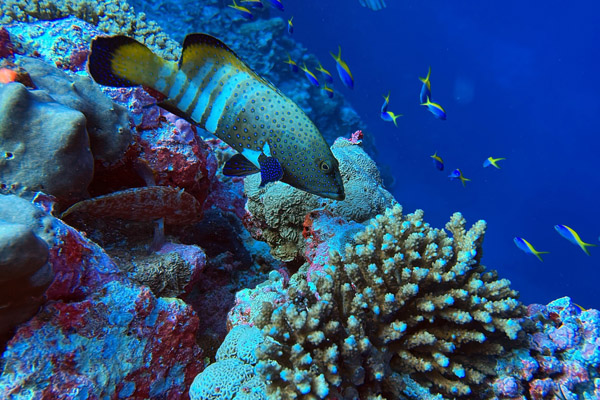 Maldives Feb22 1532.jpg