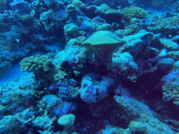 Maldives Feb22 1554.jpg