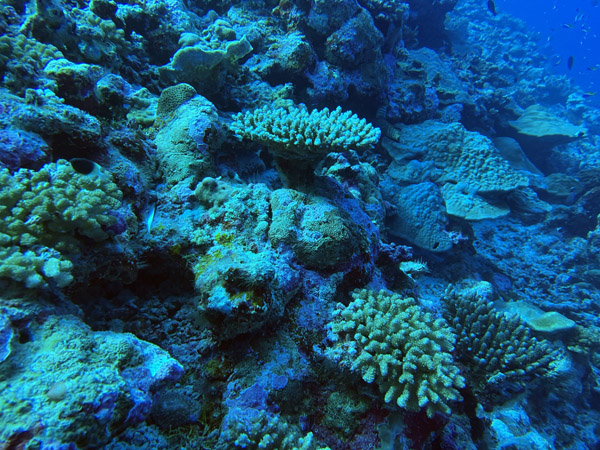 Maldives Feb22 1556.jpg