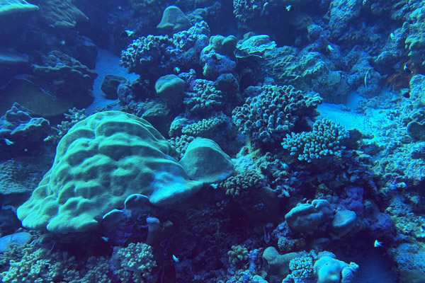 Maldives Feb22 1562.jpg