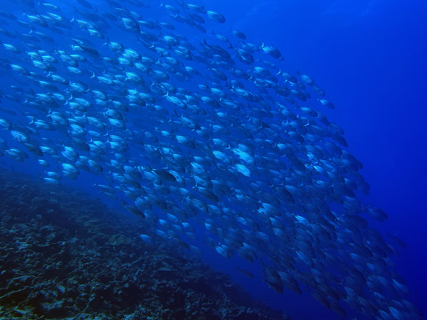 Maldives Feb22 1573.jpg
