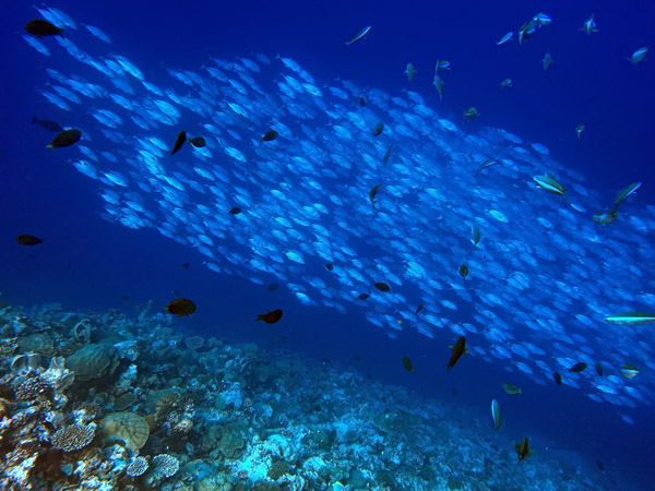 Maldives Feb22 1577.jpg