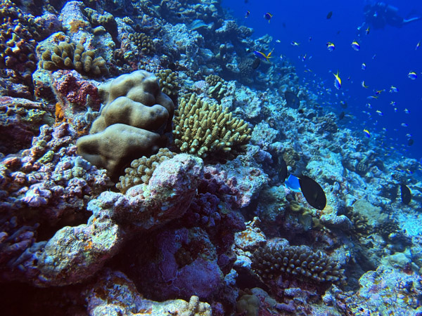 Maldives Feb22 1586.jpg