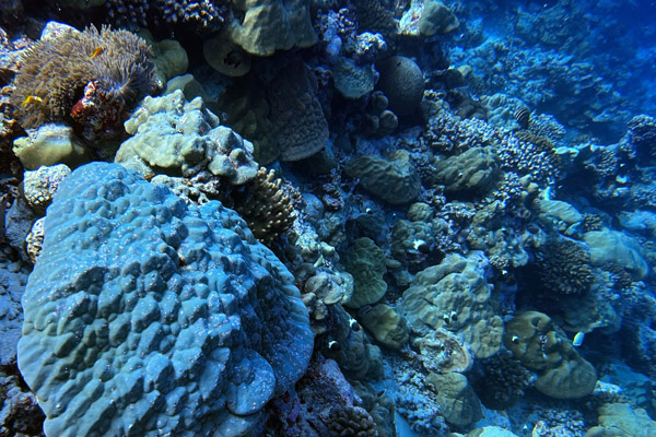 Maldives Feb22 1601.jpg