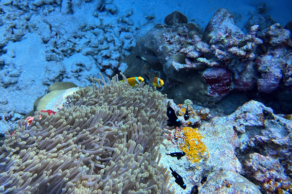 Maldives Feb22 1602.jpg