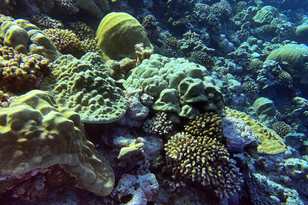 Maldives Feb22 1610.jpg