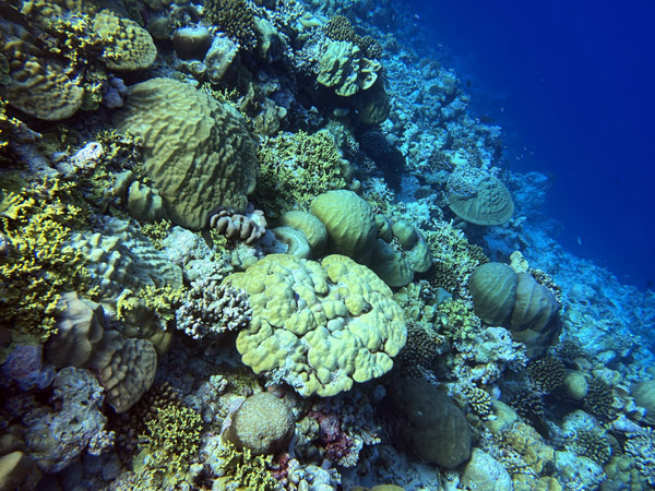 Maldives Feb22 1611.jpg