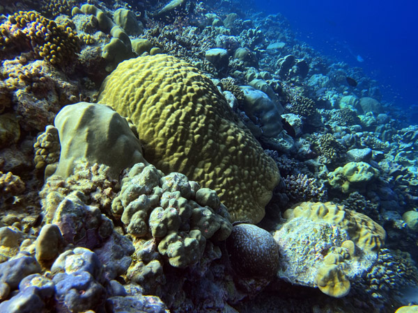 Maldives Feb22 1620.jpg