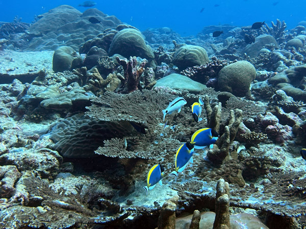 Maldives Feb22 1894.jpg