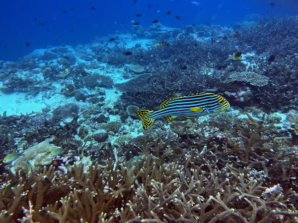 Maldives Feb22 1990.jpg