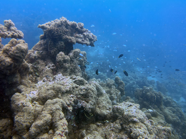 Maldives Feb22 0167.jpg