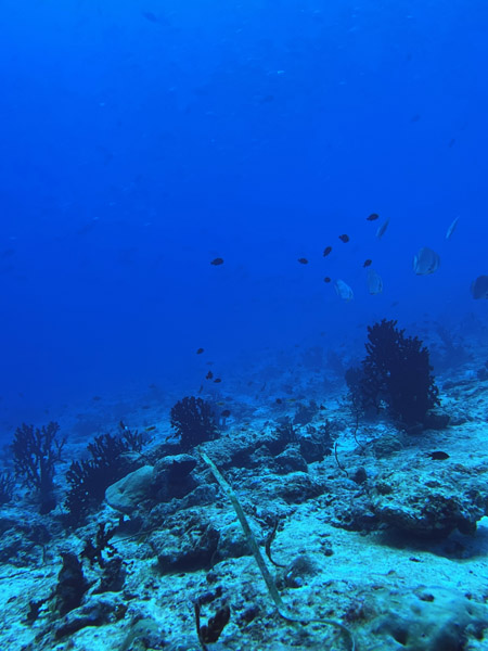 Maldives Feb22 0887.jpg