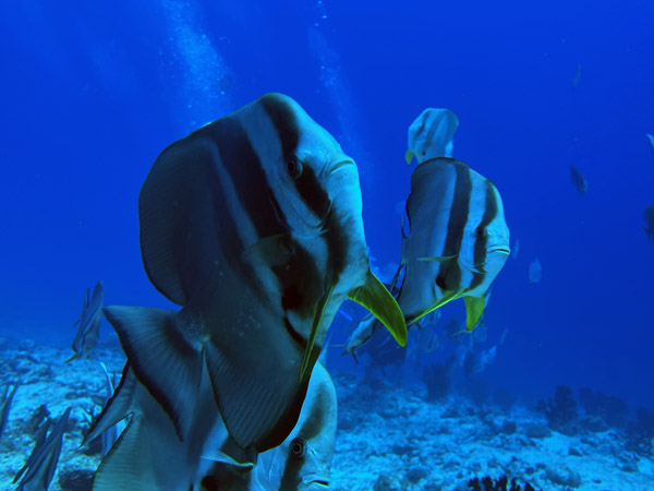 Maldives Feb22 0888.jpg