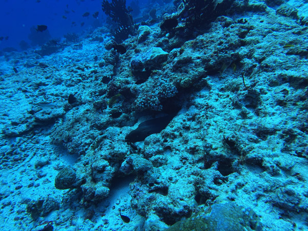 Maldives Feb22 0894.jpg