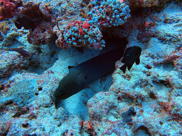 Maldives Feb22 0896.jpg