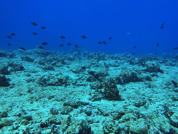 Maldives Feb22 0902.jpg