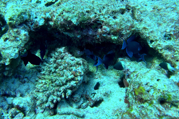 Maldives Feb22 0903.jpg