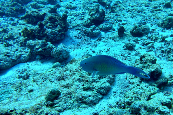 Maldives Feb22 0904.jpg