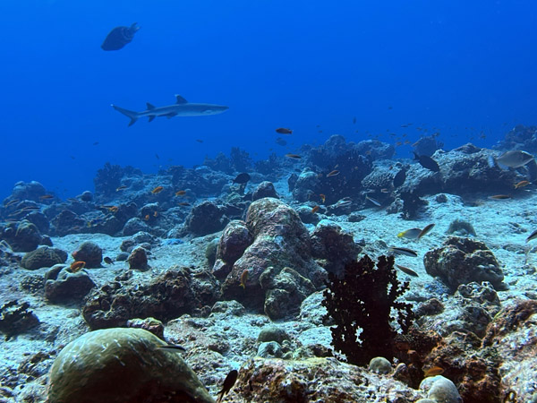 Maldives Feb22 0916.jpg