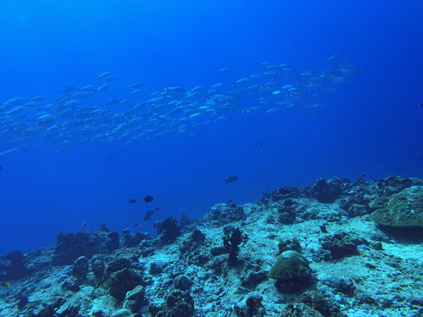 Maldives Feb22 0919.jpg