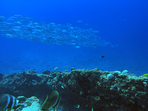 Maldives Feb22 0921.jpg