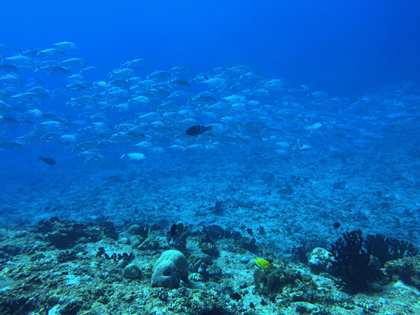 Maldives Feb22 0922.jpg