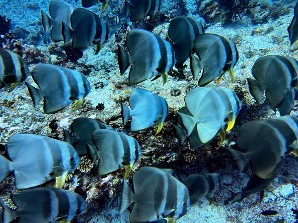 Maldives Feb22 0925.jpg