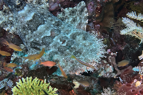 Raja Ampat Dive 5 - Sardine Reef