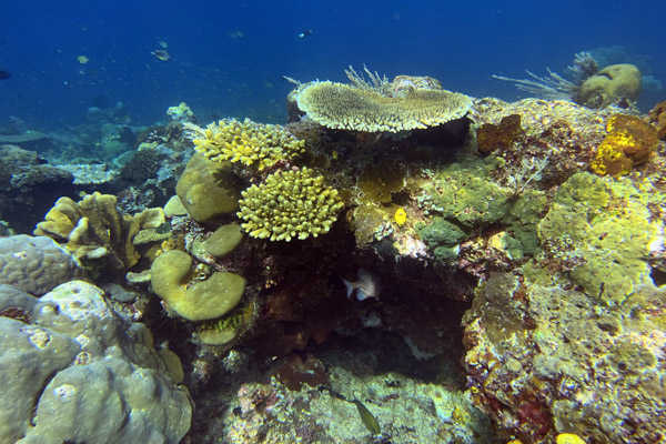 Raja Ampat Dive 7 - Chicken Reef