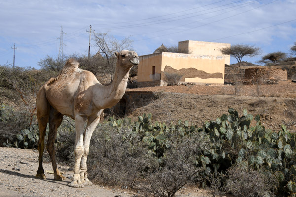 Eritrea Mar23 0899.jpg