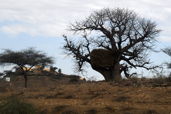 Eritrea Mar23 0903.jpg