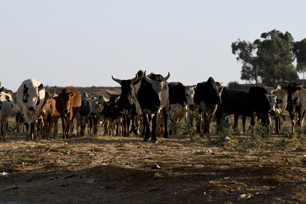 Eritrea Mar23 1007.jpg