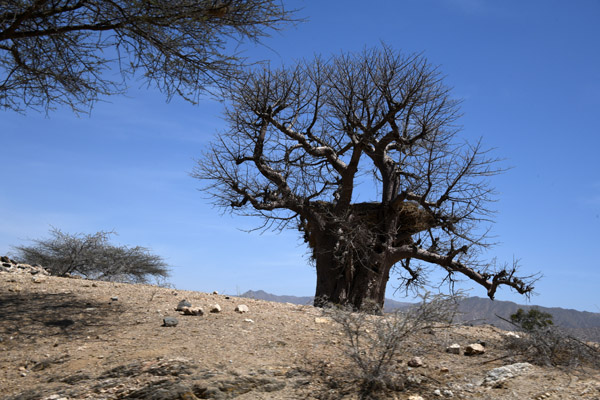 Eritrea Mar23 0716.jpg