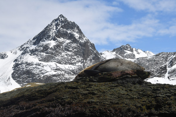 South Georgia Nov24 1240.jpg