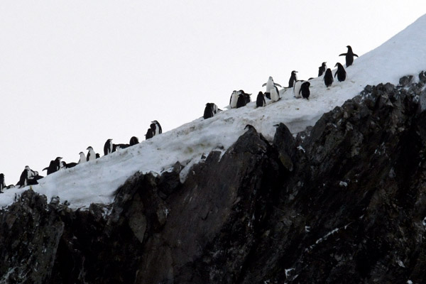 Antarctica Nov24 052a.jpg