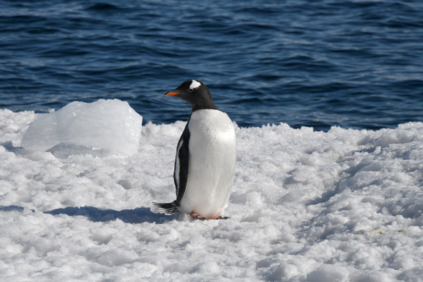 Antarctica Nov24 180.jpg