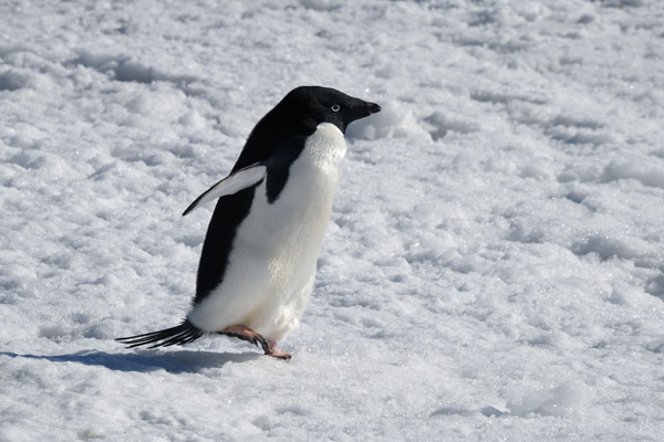 Antarctica Nov24 186.jpg