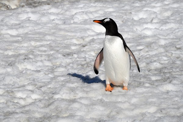 Antarctica Nov24 192.jpg