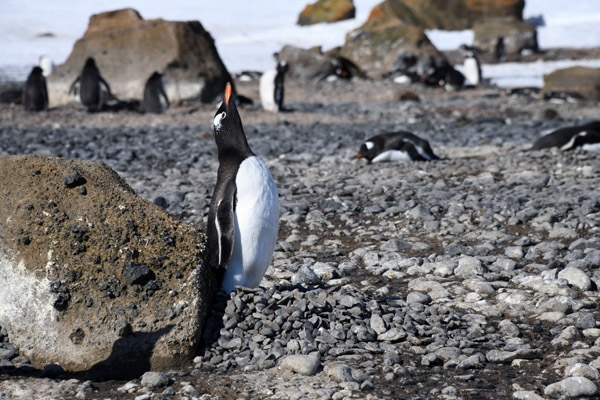 Antarctica Nov24 193.jpg