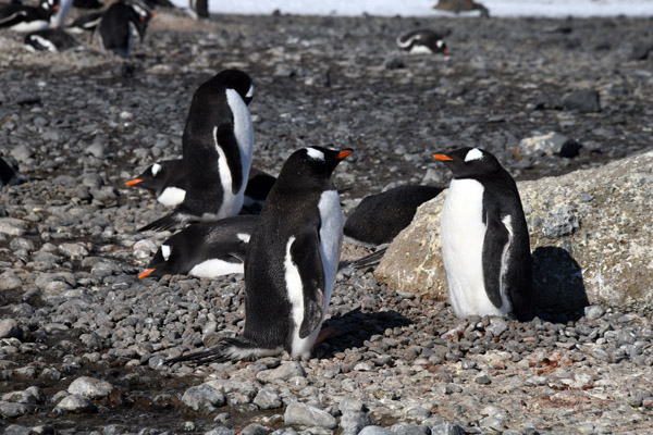 Antarctica Nov24 196.jpg