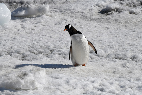 Antarctica Nov24 235.jpg