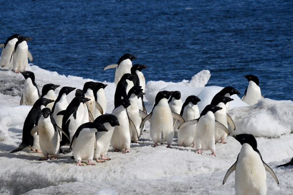 Antarctica Nov24 241.jpg