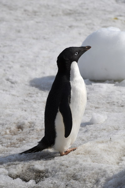 Antarctica Nov24 270.jpg