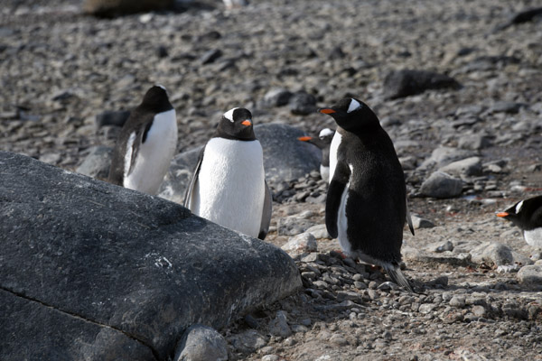 Antarctica Nov24 274.jpg