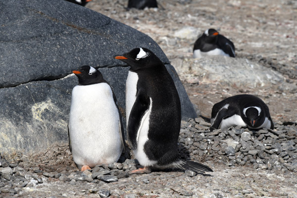 Antarctica Nov24 282.jpg