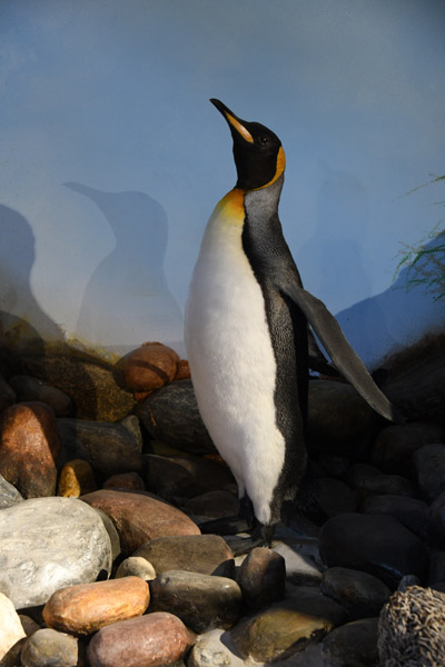 Falklands Nov24 313.jpg